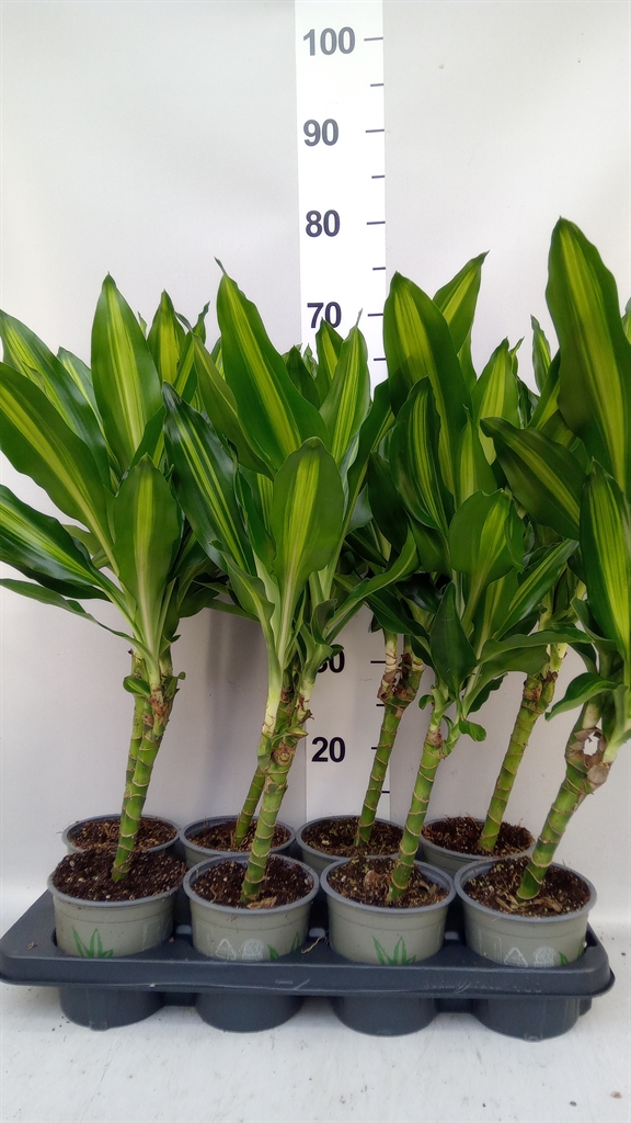 Dracaena Cintho 13Ø 45cm