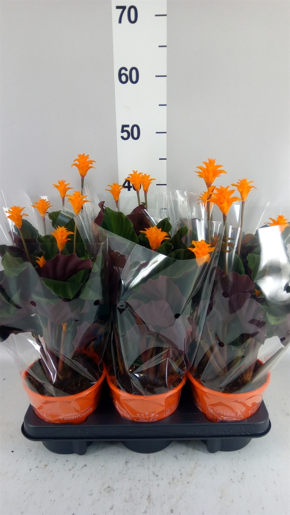 Calathea Tassmania 14Ø 35cm
