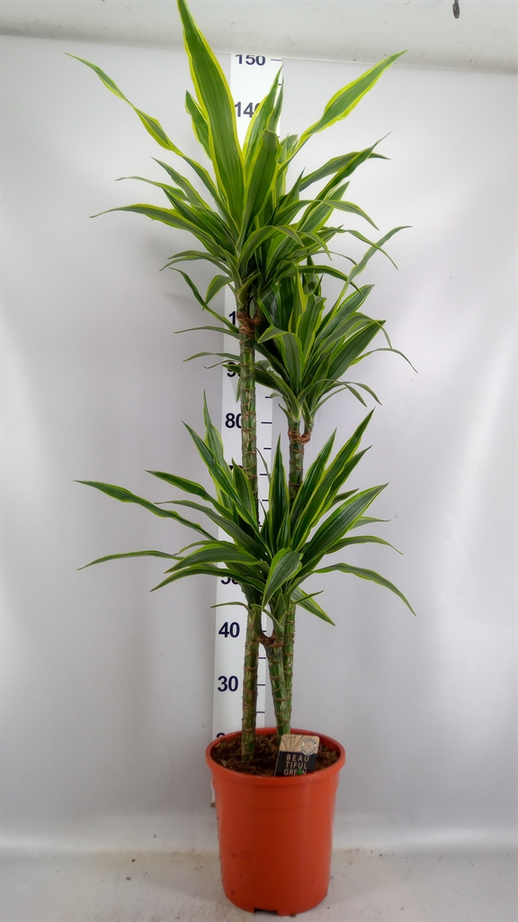 Dracaena Lemon Lime 24Ø 140cm