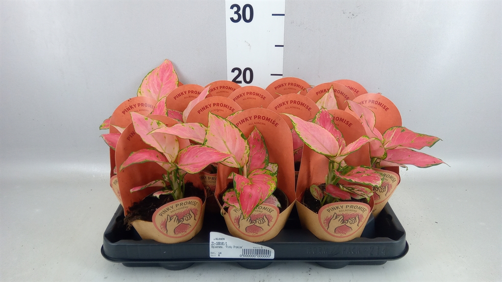 Aglaonema Zebra Feathers 9Ø 30cm