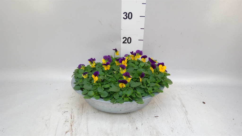 Vio Co Em L Pu Ju Up 33Ø 25cm