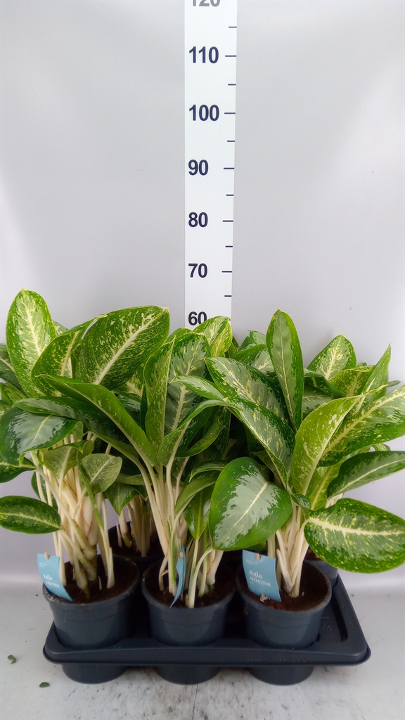 Aglao Silver Frost 17Ø 60cm