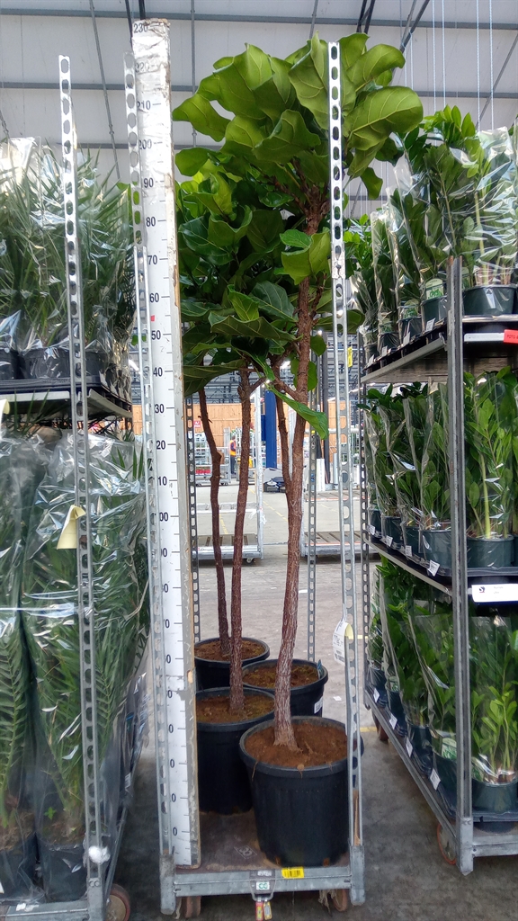 Ficus Lyrata 37Ø 220cm