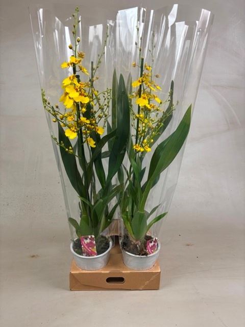 Oncidium 12Ø 55cm 1st