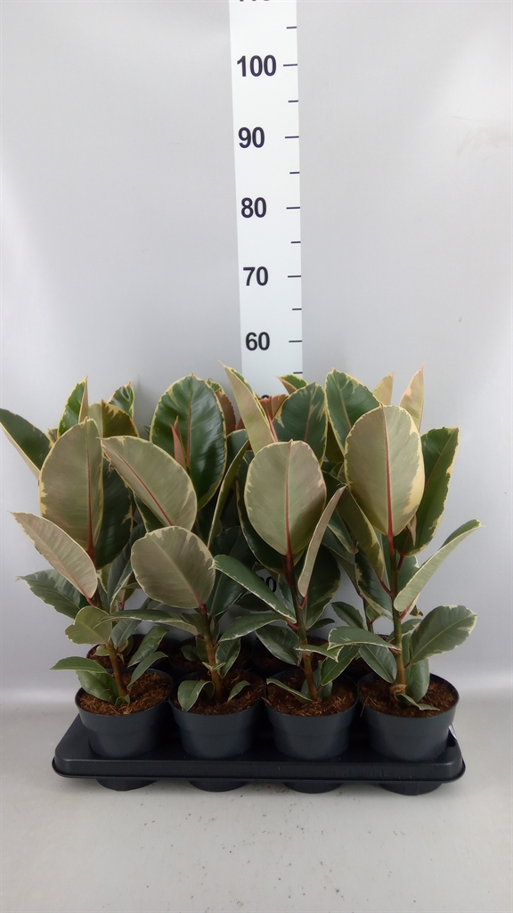 Ficus Tineke 14Ø 40cm