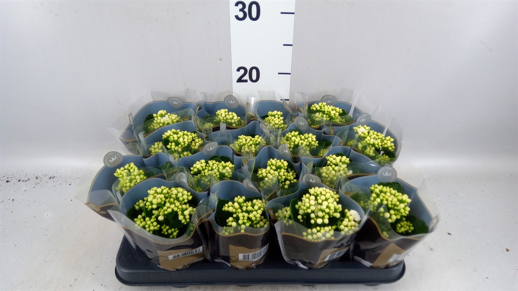 Kalanchoe Double Rosalina Don Dione 7Ø 15cm