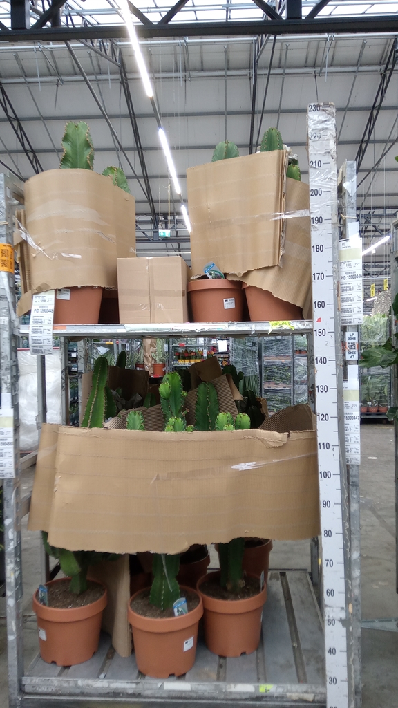 Euphor Su Ingens 26Ø 80cm