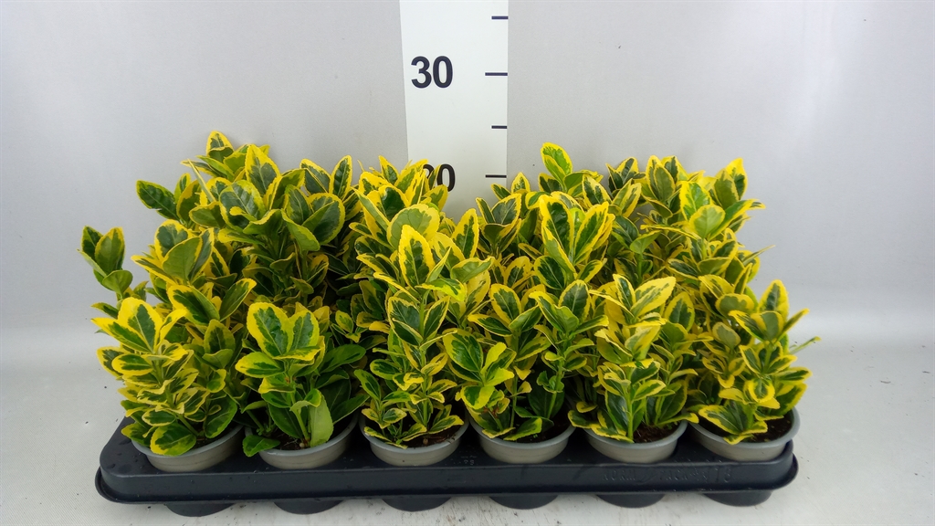 Euonymus Kathy 9Ø 15cm