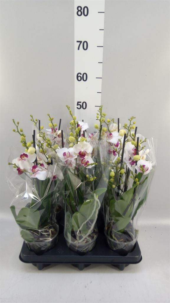Phalaenopsis Multiflora Safe Haven 12Ø 47cm 3st