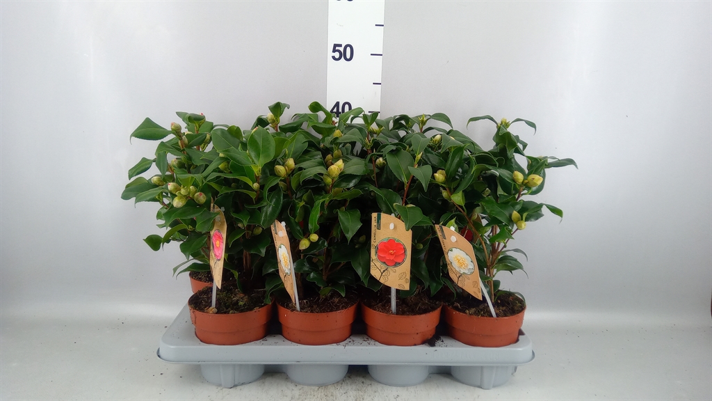 Camellia Mix 3 Colours 13Ø 35cm