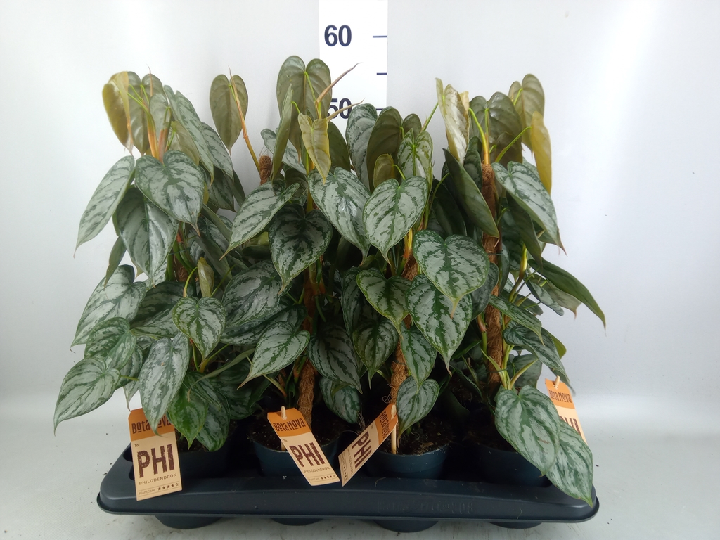 Philodendron Brandtianum 12Ø 40cm
