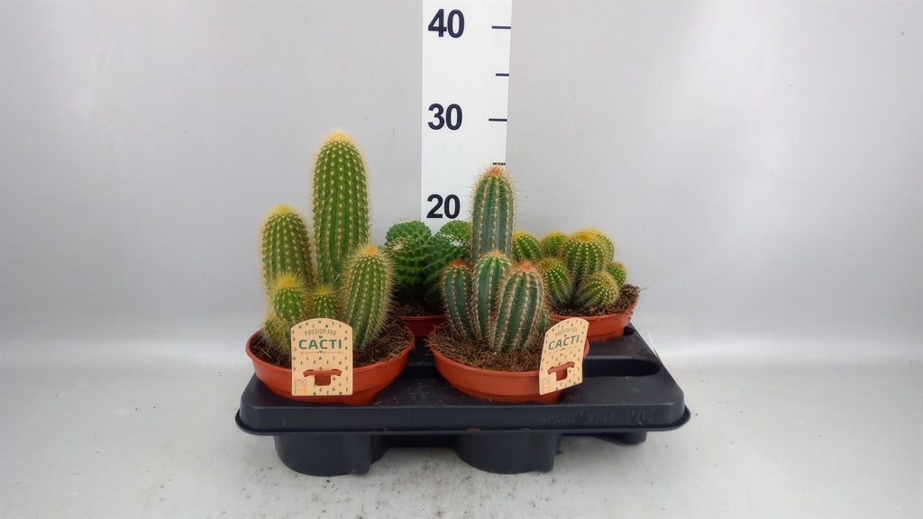 Cactus Mix 15Ø 16cm
