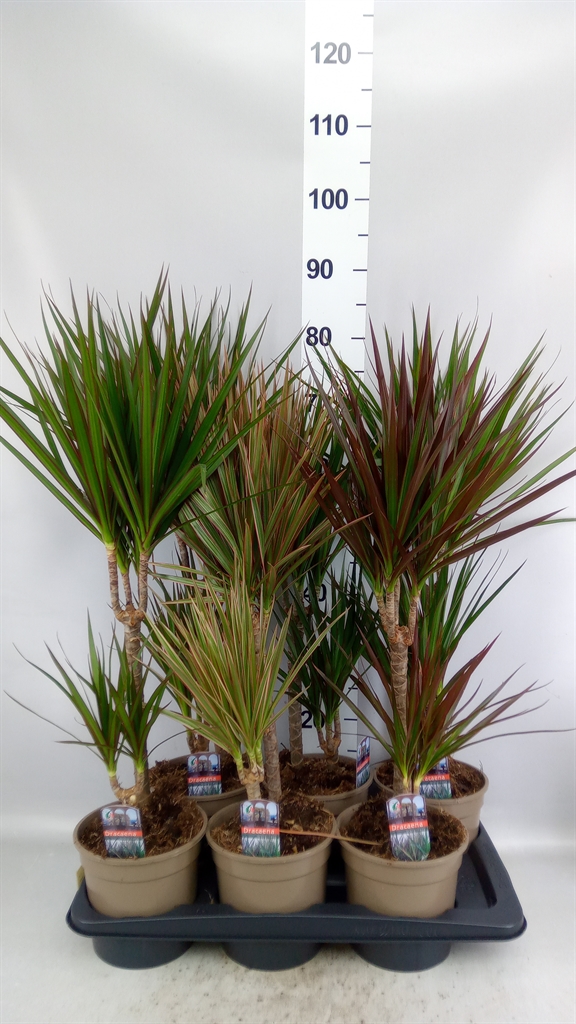 Dracaena Mix 17Ø 80cm