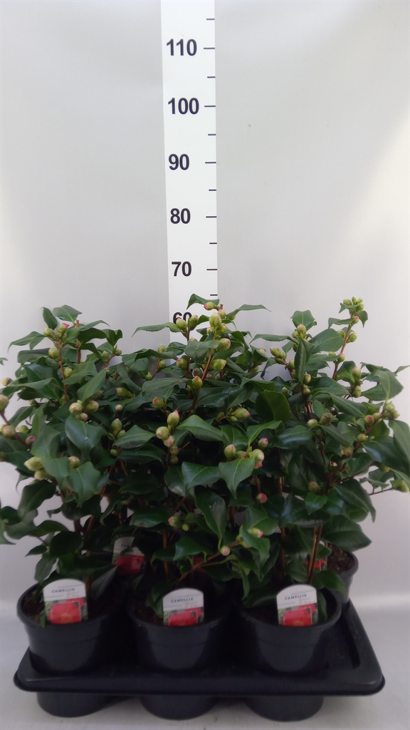 Camellia Japonica Dr King 17Ø 55cm