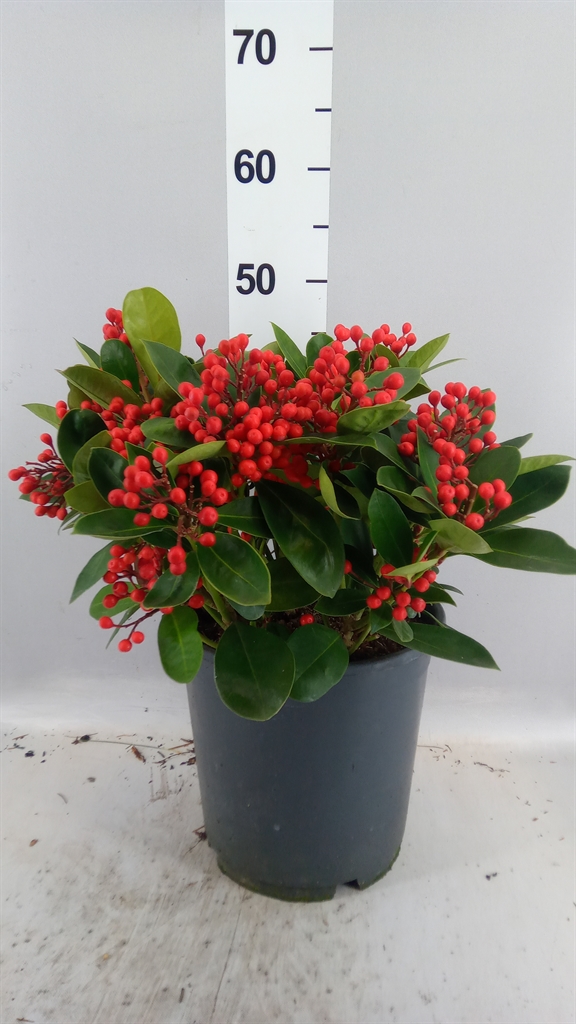 Skimmia Obsession 24Ø 50cm