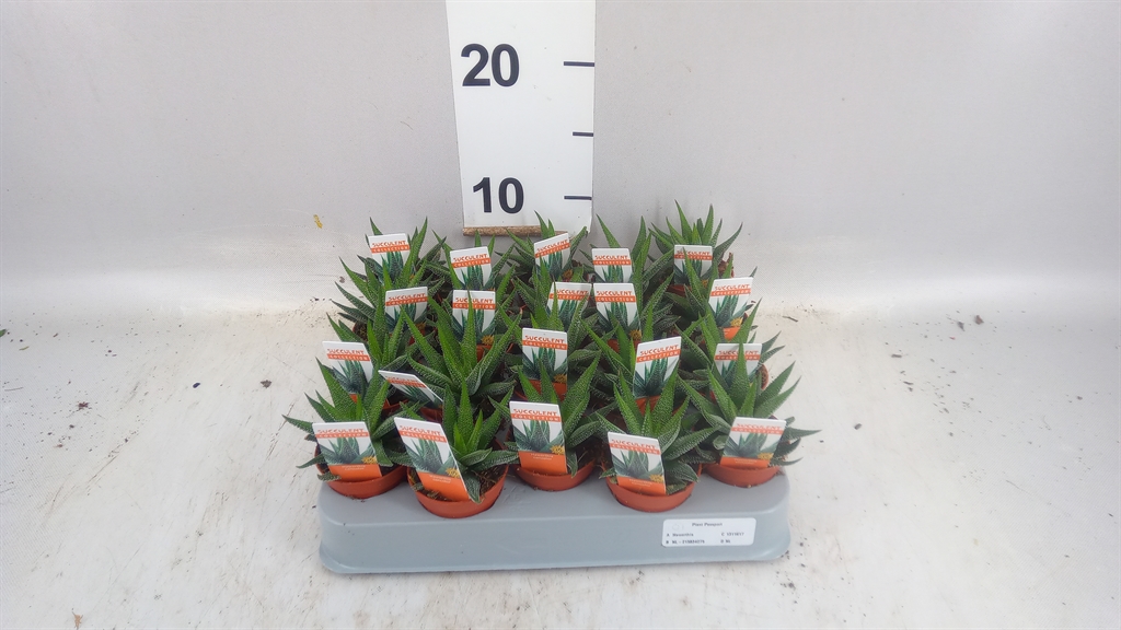Haworthia Concolor 5Ø 8cm