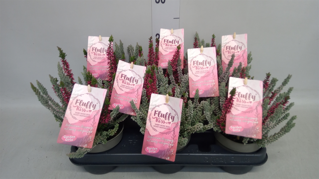 Callu Gg Flu Kis Gem 11Ø 25cm