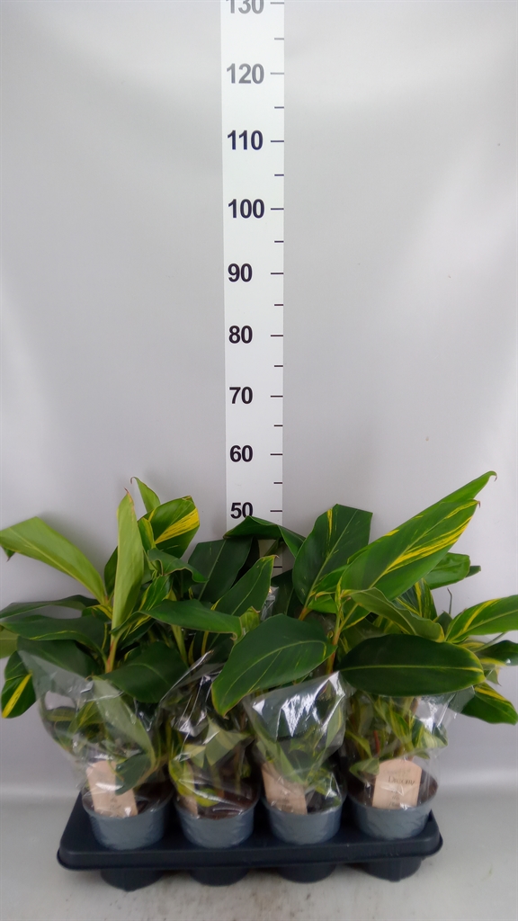 Alpinia Variagata 14Ø 40cm
