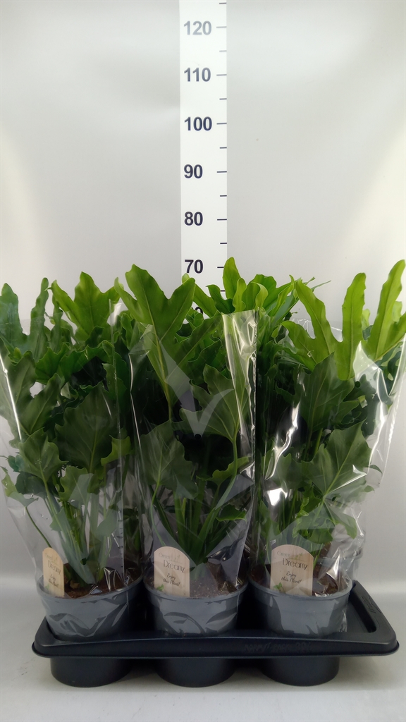Philodendron Little Hope 17Ø 60cm