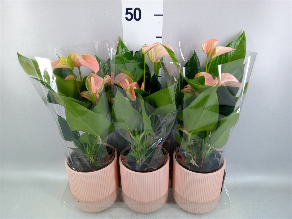 Anthurium Joli Peach 12Ø 40cm