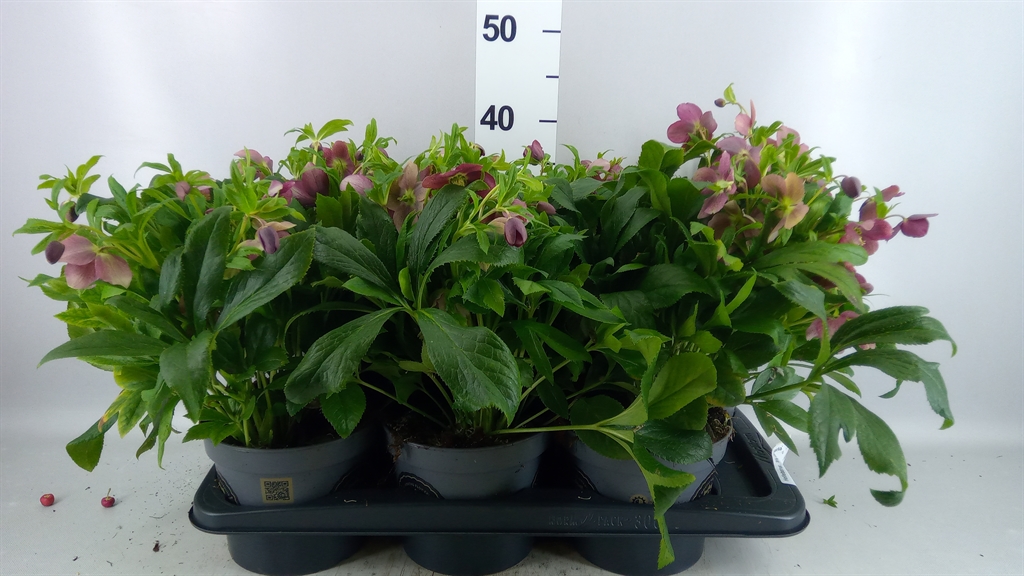 Helleborus Viv Victoria 17Ø 40cm