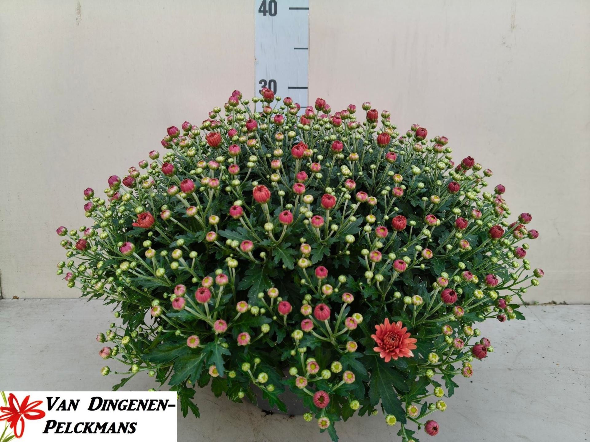 Chrysanth Jasoda Red 23Ø 35cm