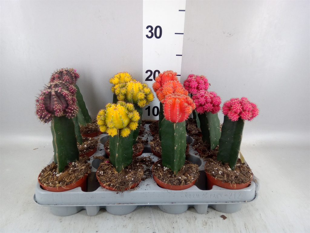 Gymnocalycium Brasil Mix 8Ø 22cm