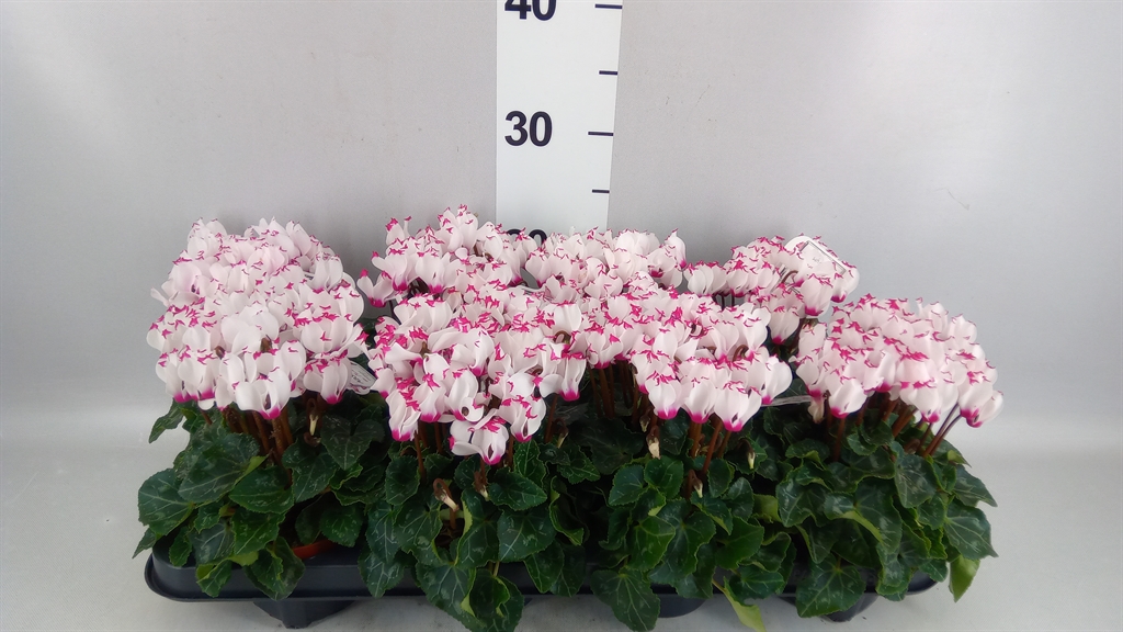 Cyclamen Persicum Absolu De Morel 10Ø 23cm