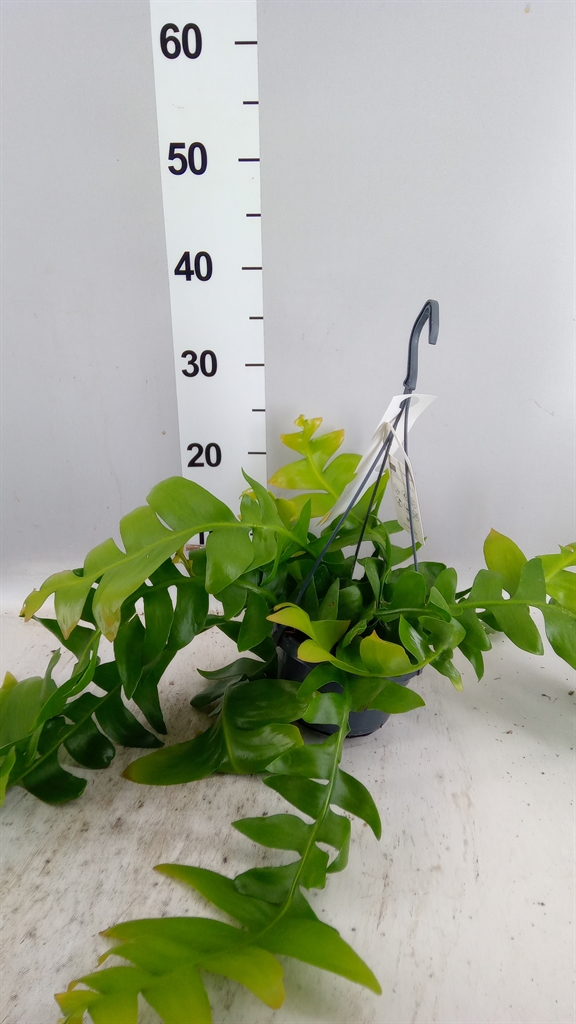 Epiphyllum Ov 14Ø 30cm