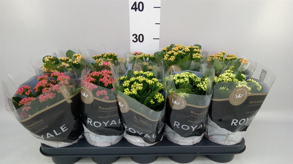 Kalanchoe Double Royale Mix 12Ø 27cm