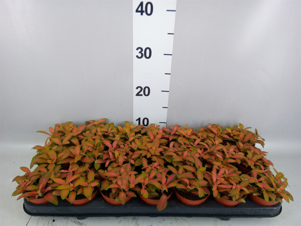 Fittonia Mosaic Skeleton 8Ø 12cm