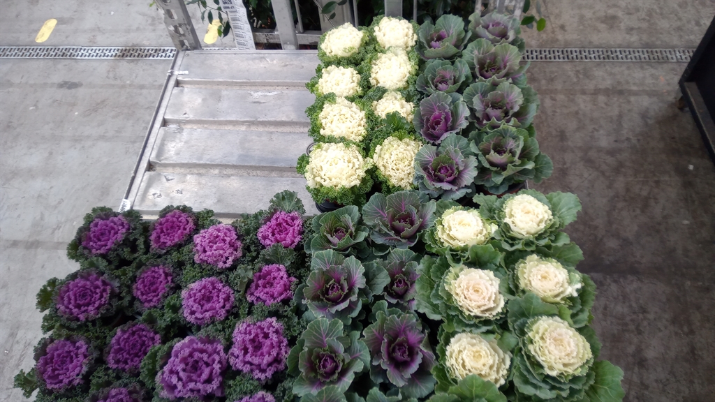 Brassica Oleracea 13Ø 18cm
