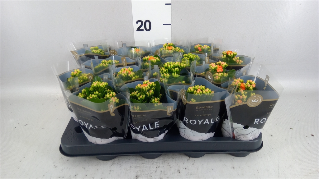 Kalanchoe Double Rosalina Don Pedro 7Ø 15cm