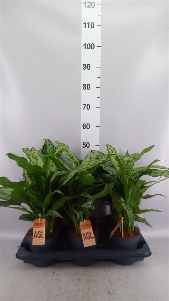 Aglao Overig 17Ø 50cm
