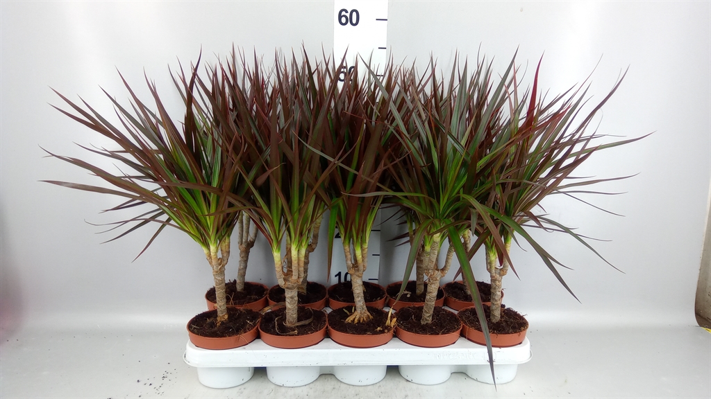 Dracaena Magenta 12Ø 45cm