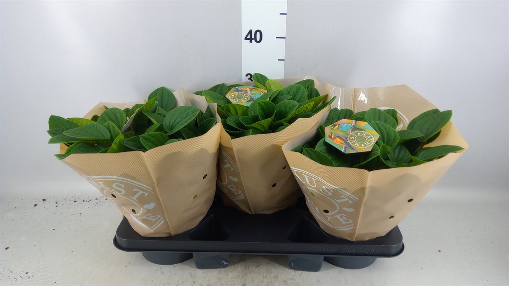 Peperomia Albovittata Rana Verde 17Ø 32cm