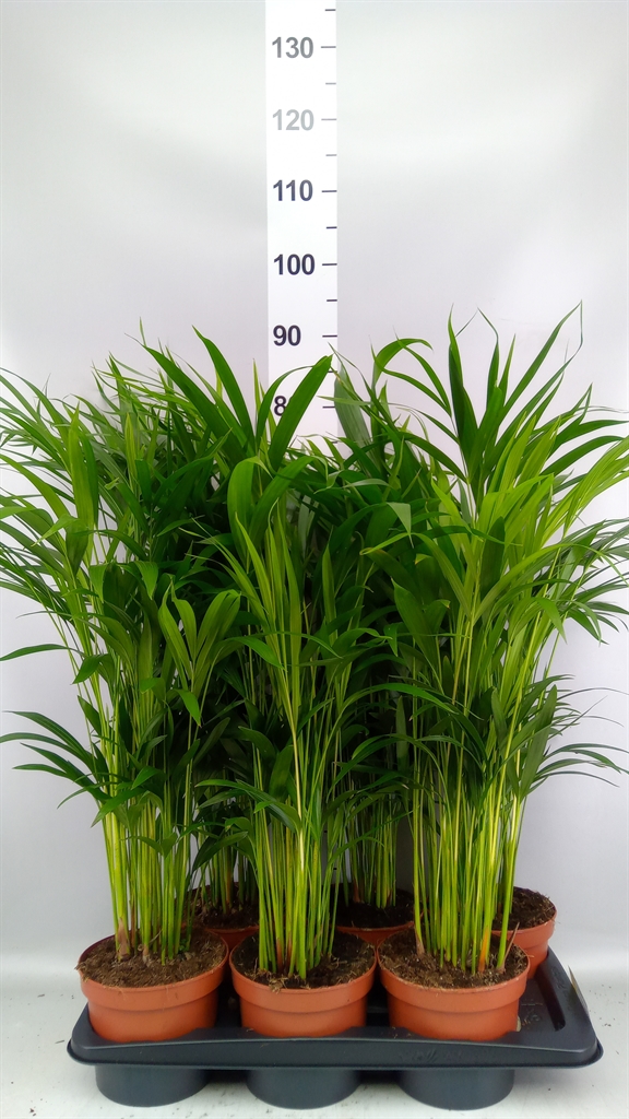 Dypsis Lutescens 17Ø 80cm