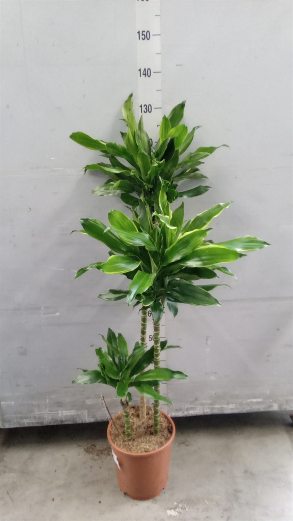 Dracaena Gold Coast 24Ø 140cm