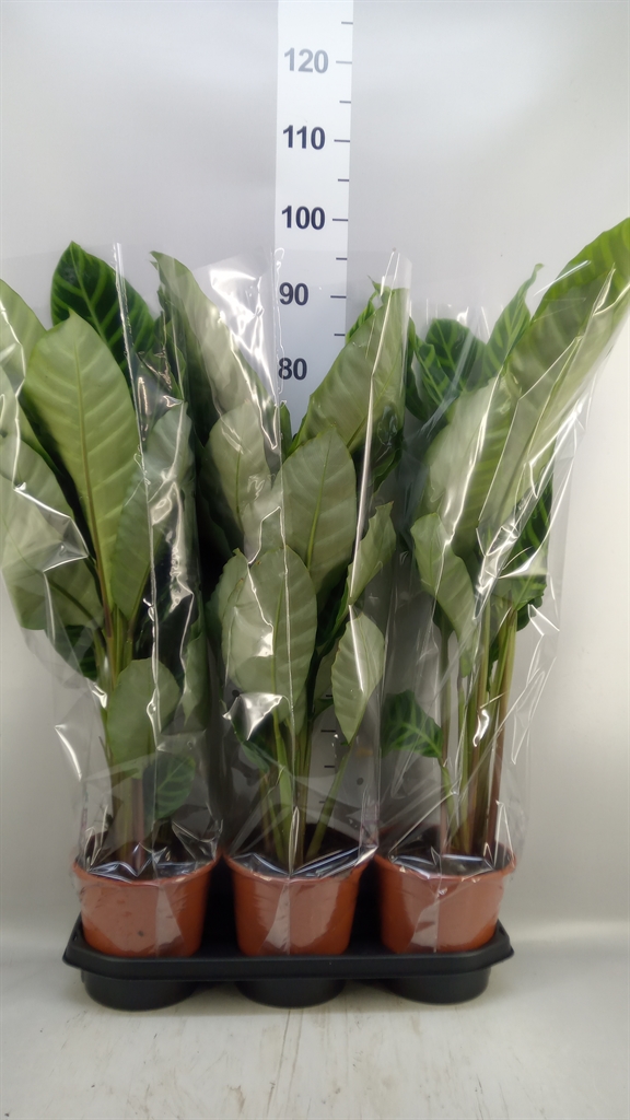 Calathea Zebrina 19Ø 80cm