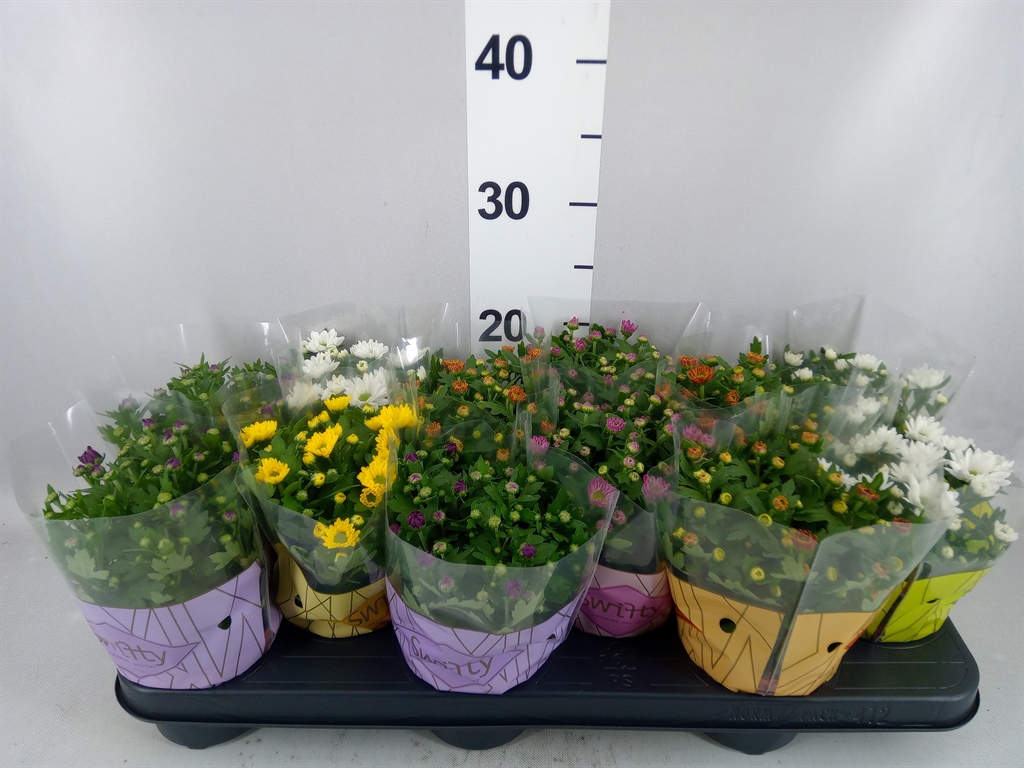 Chrysanth Swifty Mix 10Ø 18cm