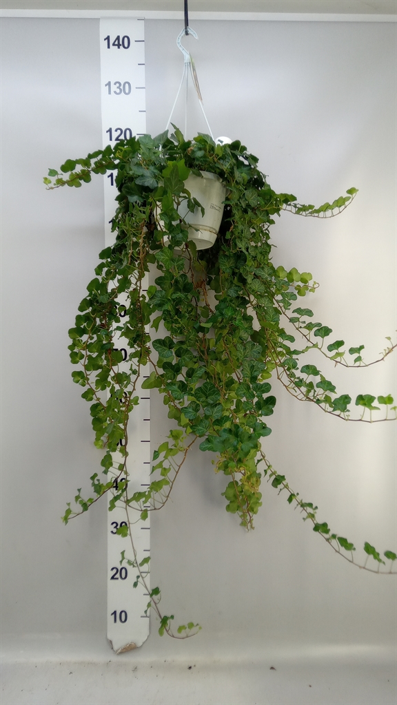 Hedera Helix Wonder 17Ø 70cm