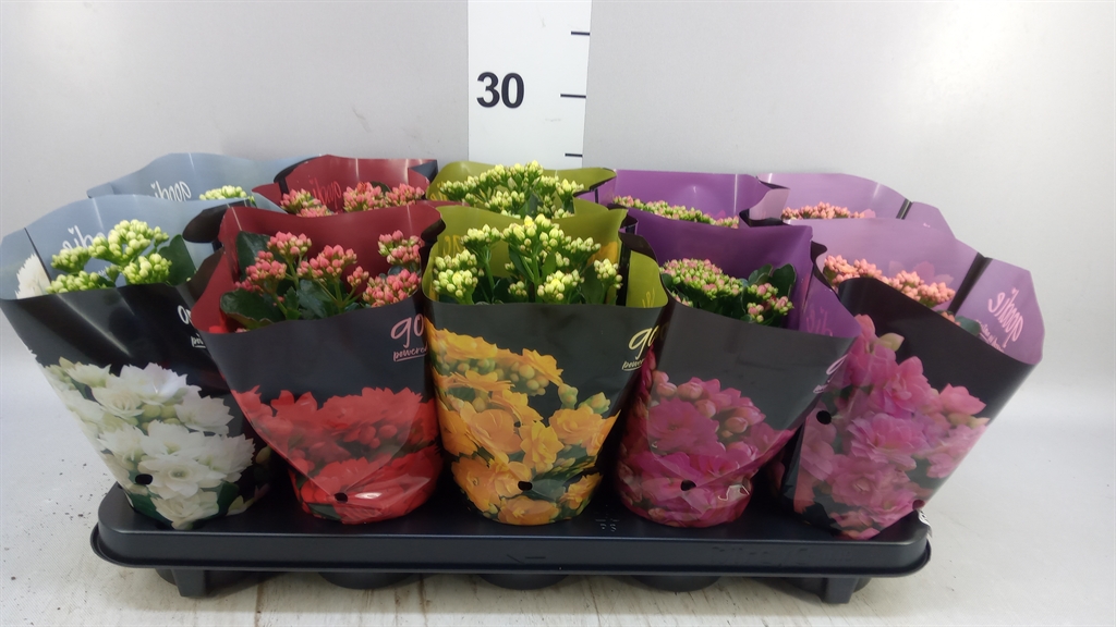 Kalanchoe Double Perfecta Mix 10Ø 24cm