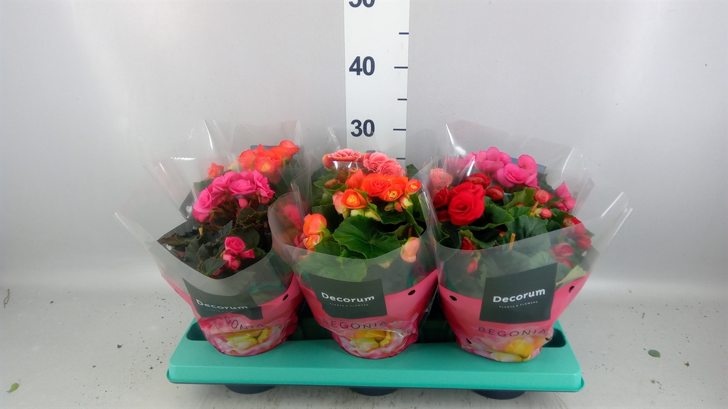 Begonia Double Mix 13Ø 32cm