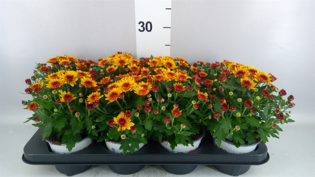Chrysanthemum Podium Red Bicolor 12Ø 23cm
