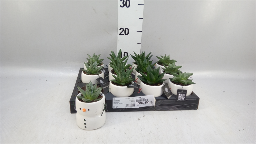 Haworthia 6Ø 15cm