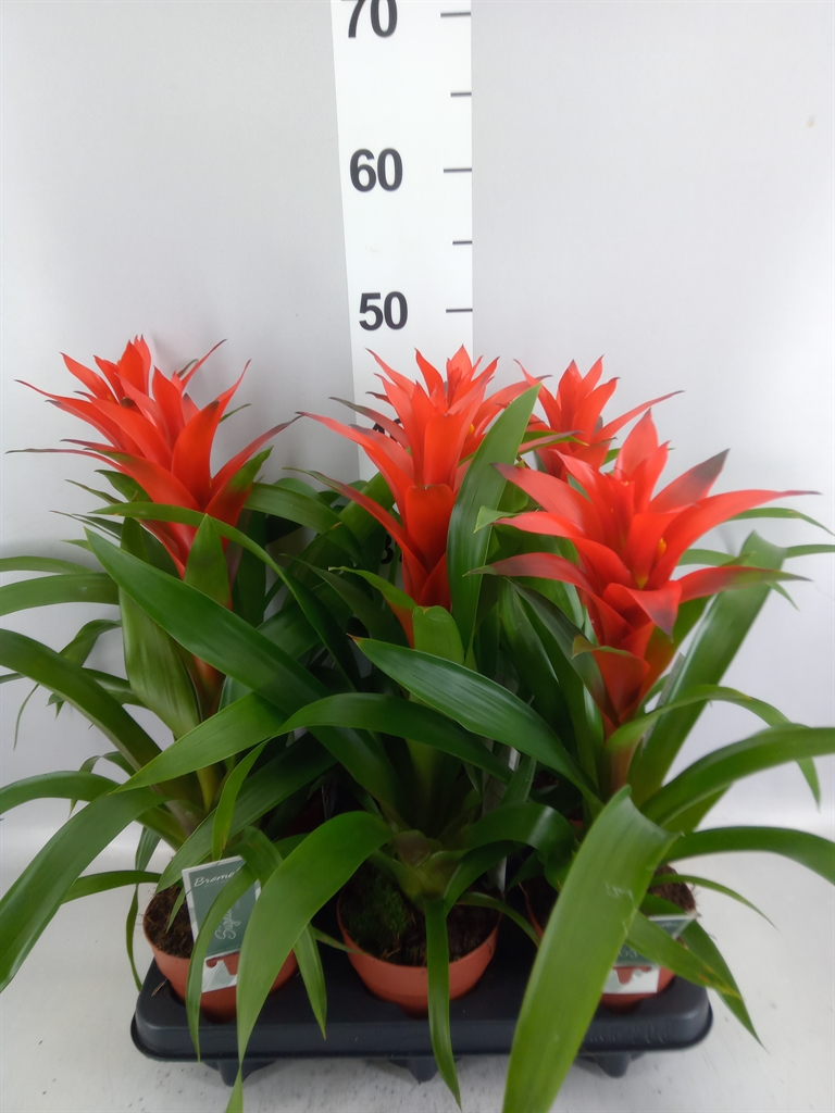 Guzmania Ostara 12Ø 50cm