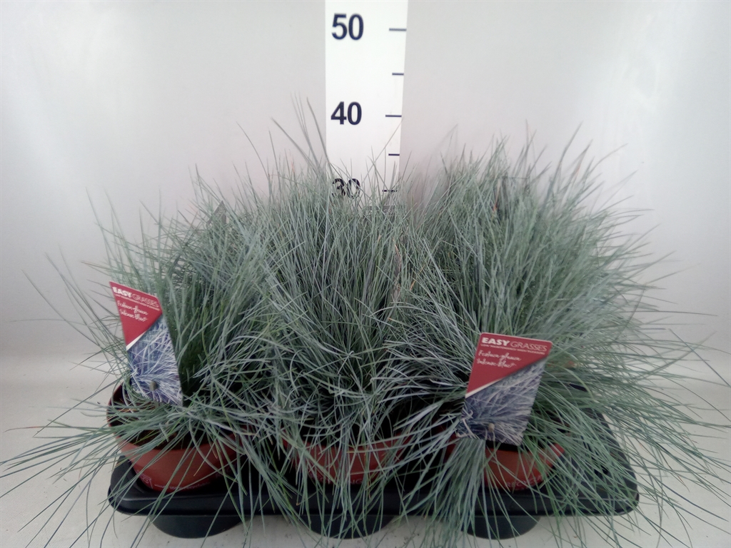 Festuca Intense Blue 17Ø 30cm