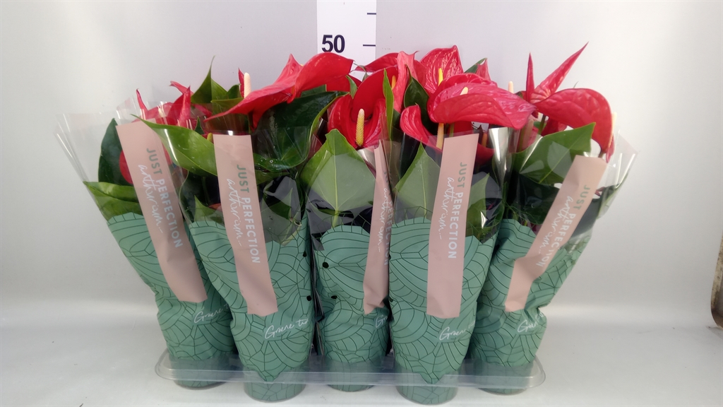 Anthurium Minnesota 12Ø 40cm