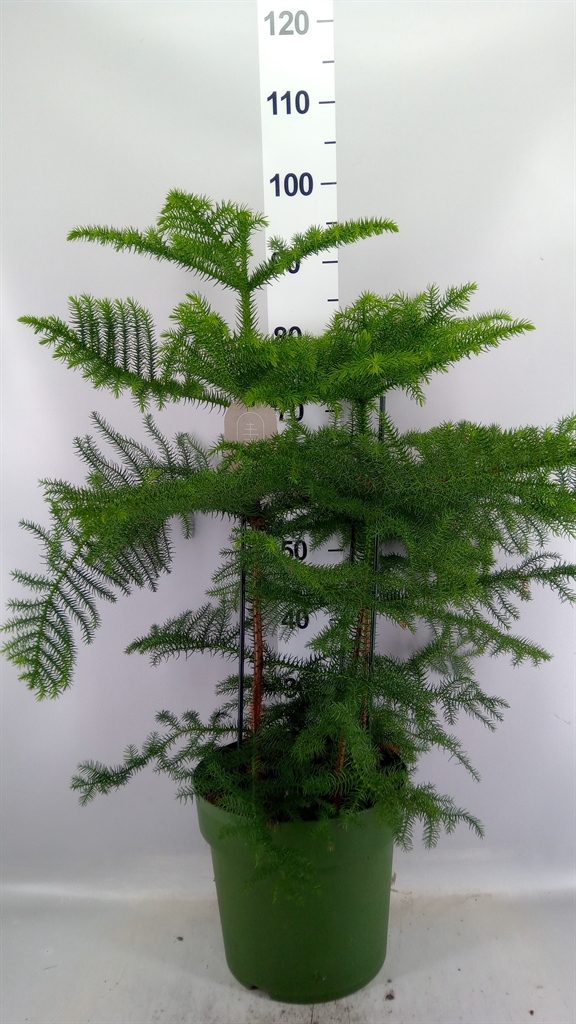 Araucaria Heterophylla 27Ø 100cm