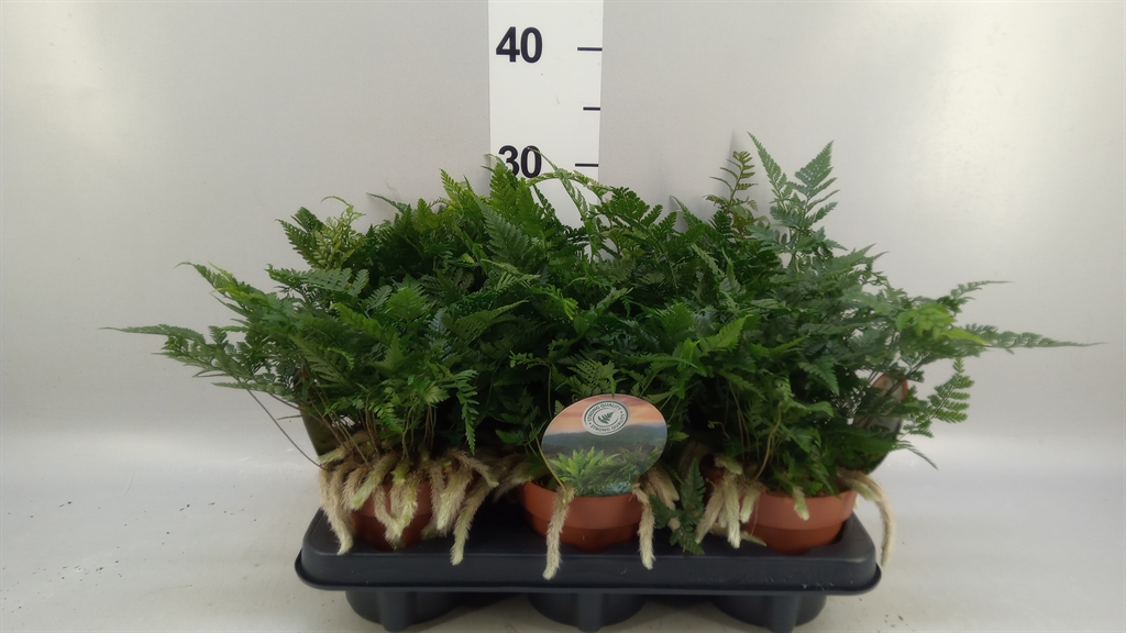 Humata Tyermannii 12Ø 30cm